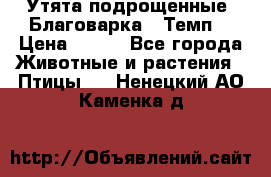 Утята подрощенные “Благоварка“,“Темп“ › Цена ­ 100 - Все города Животные и растения » Птицы   . Ненецкий АО,Каменка д.